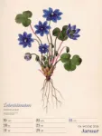 Bild von Ars Floralis - Vintage-Wochenplaner Kalender 2026