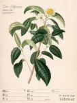 Bild von Ars Floralis - Vintage-Wochenplaner Kalender 2026