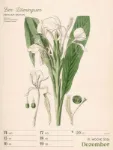Bild von Ars Floralis - Vintage-Wochenplaner Kalender 2026