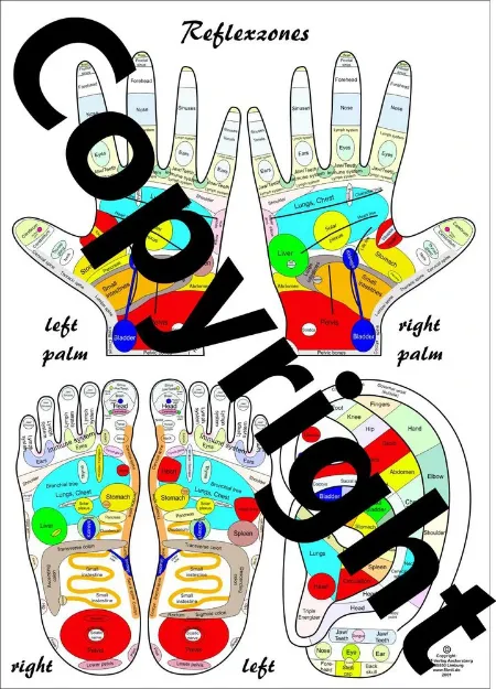 Bild von Reflexology Chart A3 Lehrtafel