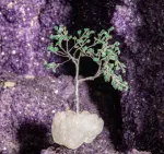 Bild von Kristallbaum Grüner Aventurin