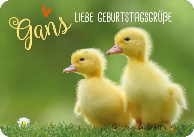 Bild von Gans liebe Geburtstagsgrüsse 10 Ex.