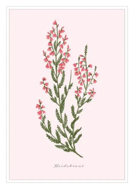 Bild von Postkarte. Heidekraut 10 Ex.