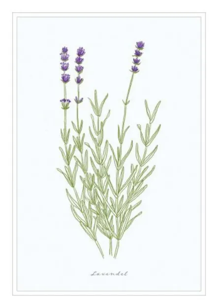 Bild von Postkarte. Lavendel 10 Ex.