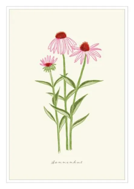 Bild von Postkarte. Sonnenhut 10 Ex.