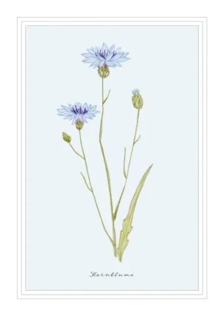 Bild von Postkarte. Kornblume 10 Ex.