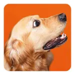 Bild von Memo-Spiel: Funny dogs!