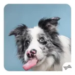 Bild von Memo-Spiel: Funny dogs!