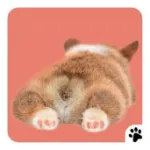 Bild von Arendt K: Memo-Spiel: Fluffy Butts –Finde den passenden Po zum Kopf!