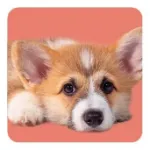 Bild von Arendt K: Memo-Spiel: Fluffy Butts –Finde den passenden Po zum Kopf!