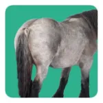 Bild von Arendt K: Memo-Spiel: Fluffy Butts –Finde den passenden Po zum Kopf!