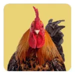 Bild von Arendt K: Memo-Spiel: Fluffy Butts –Finde den passenden Po zum Kopf!