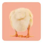 Bild von Arendt K: Memo-Spiel: Fluffy Butts –Finde den passenden Po zum Kopf!