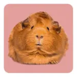 Bild von Arendt K: Memo-Spiel: Fluffy Butts –Finde den passenden Po zum Kopf!