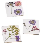 Bild von Mein Zaubergarten Blatt- und Blütenpresse, VE-6