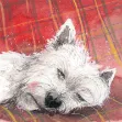 Bild von TARTAN RUG BLANK CARD