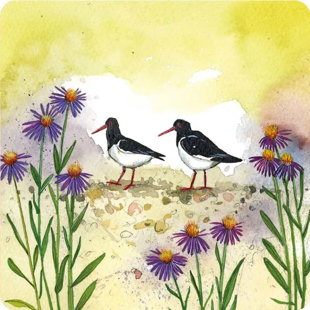 Bild von OYSTERCATCHERS