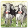 Bild von CURIOUS COWS FRIDGE MAGNET
