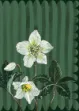 Bild von HELLEBORES BLANK CARD