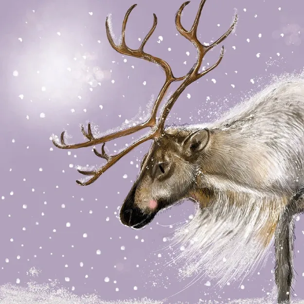 Bild von STAG BOX OF 8 CARDS