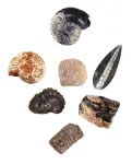 Bild von Expedition Natur Das grosse Fossilien-Ausgrabungs-Set, VE-2