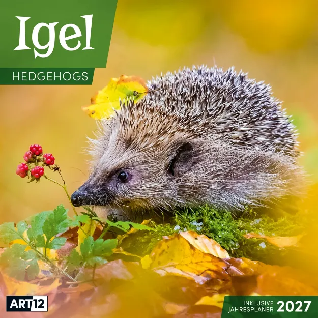 Bild von Igel Kalender 2027 - 30x30 - Art12