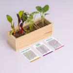 Bild von Mini potager de légumes étranges