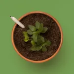 Bild von Basil plantable pencil