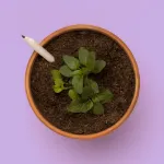 Bild von Flowers plantable pencil