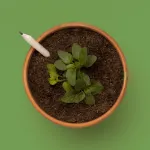 Bild von Crayon à planter de basilic