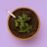 Bild von Crayon à planter de fleurs