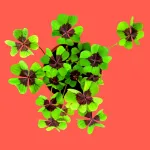 Bild von Présentoir Bonne chance. Kit de culture de trèfle à quatre feuilles (12 pcs)