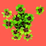 Bild von Good-Luck-Thekendisplay – 12 Stück