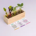 Bild von Mini-Garten – Mediterrane Kräuter