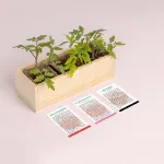 Bild von Mini-Garten – Tomaten