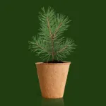 Bild von Christmas tree growing kit (english)