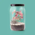 Bild von Terrarium (english)