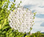 Bild von Kristall Lebensblume